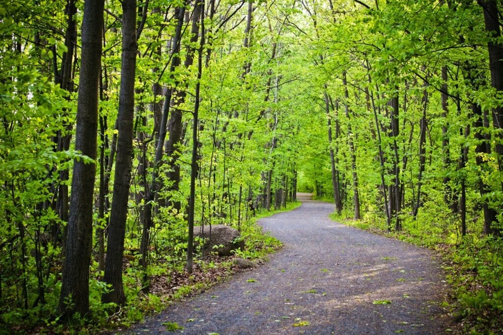 Path in forest